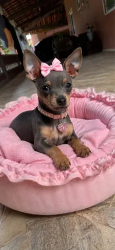 Pinscher miniatura macho e fêmea várias cores com kit grátis