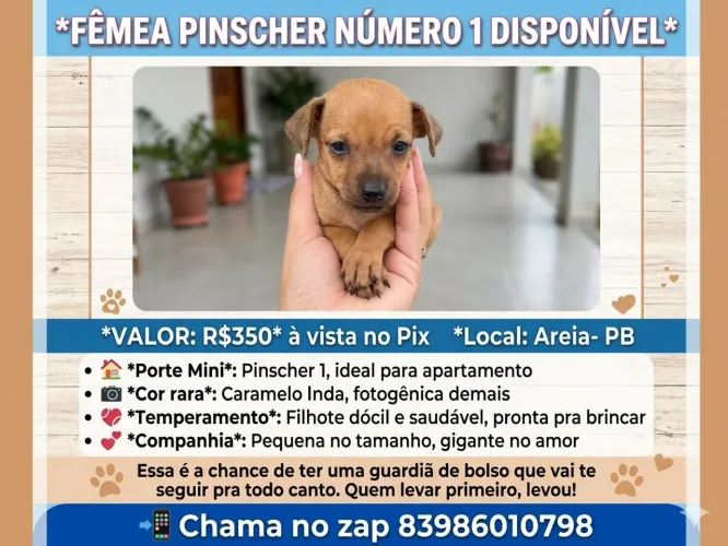 Pincher n 1 fêmea 