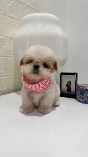 Shihtzu machos e fêmeas
