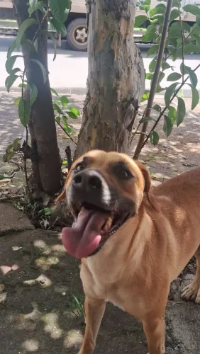 Adoção cachorro