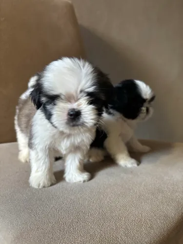 Filhotes Filhote De Shih Tzu