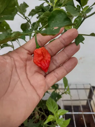 MUDAS DE PIMENTAS