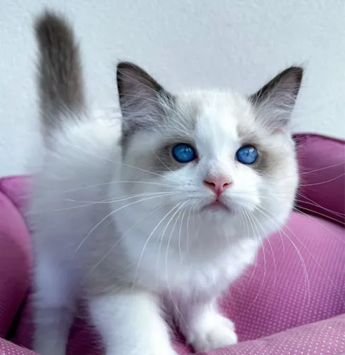 Ragdoll