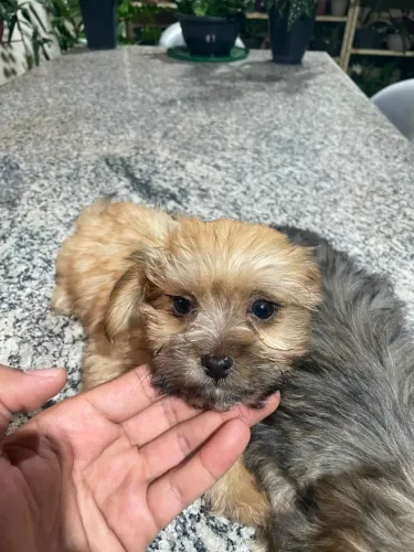 vendo cachorro filhotinho