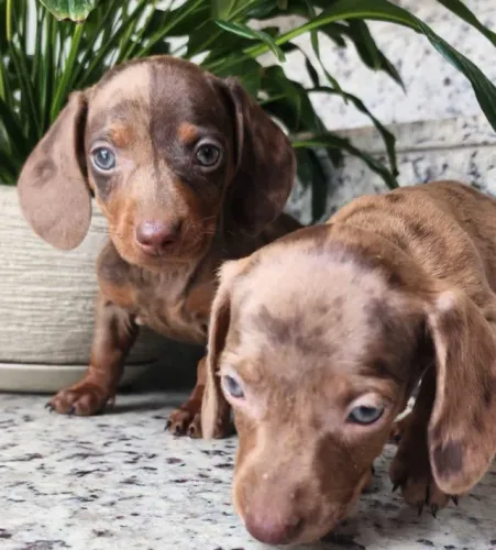 Dachshund - Lindos e Pequeninos!! Macho e Fêmea Disponível.