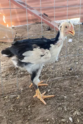 Frango GSB 45 dias