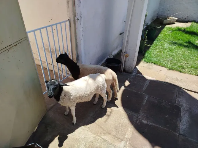 Vendo Casal de Carneiros Dorper - 6 Meses