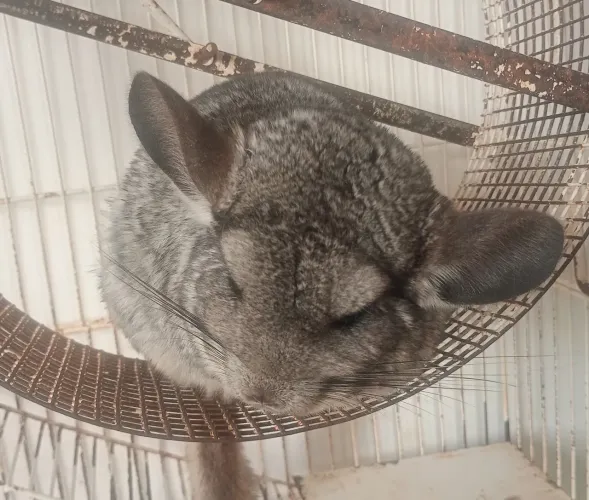 Chinchila macho e fêmea