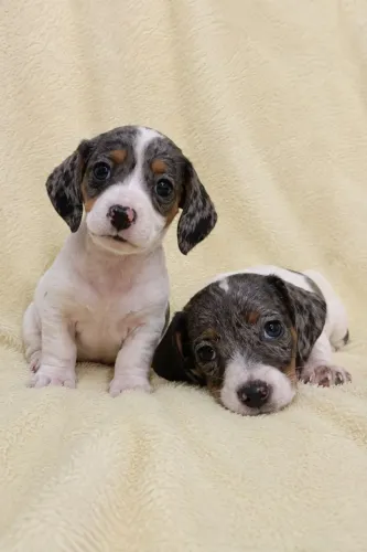 Teckel - Dachshund Fêmeas