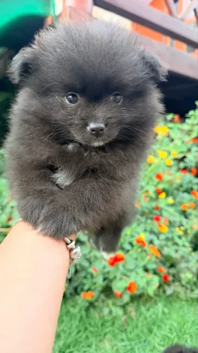 Spitz Alemão (Lulu da Pomerania)