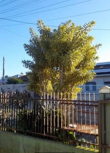 Pago Serviço de Jardinagem