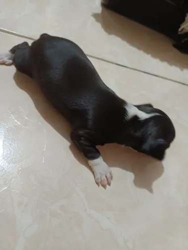 vendo um pinscher número 1