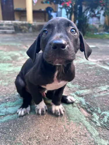 Cachorrinho pra adoção responsável