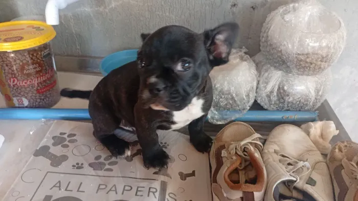 Bulldog francês