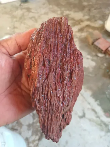 Madeira petrificada 