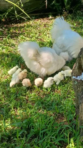 Pintinhi de galinha sedosa japonesa