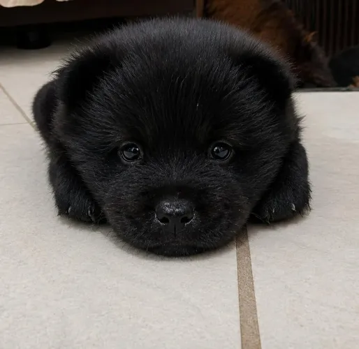 CHOW-CHOW Filhotes puros vacinados e vermífugados