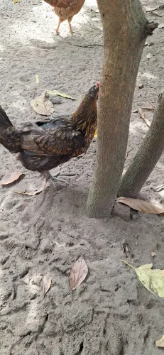 Vendo um galo e duas galinhas caipira você que tem interesse pode me ligar