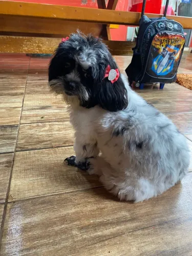 Procurar um namorado shitszu macho 