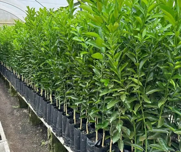 Mudas frutíferas e cítricas 