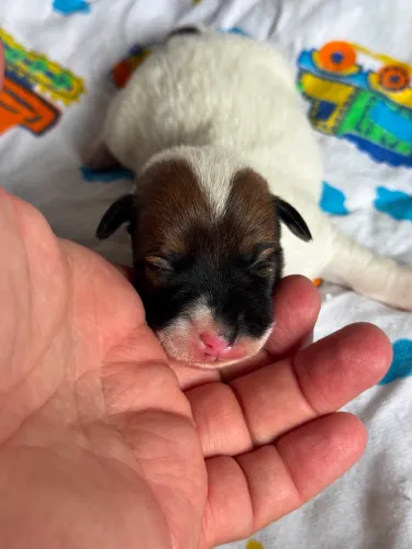 Jack Russel terrier