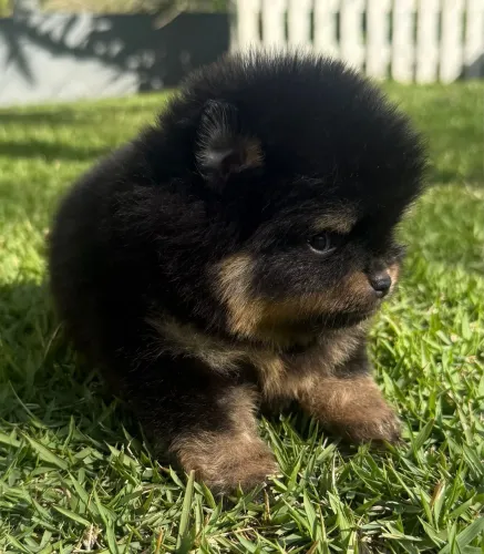 Lulu Da Pomerânia