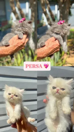 Gato Persa lindos filhotinhos com aparência luxuosa