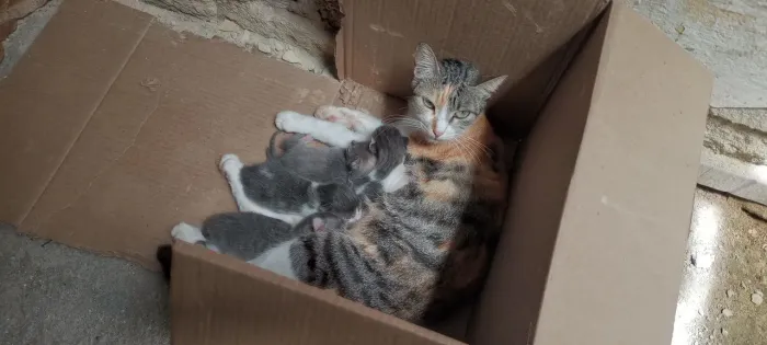 Doação de gata e filhotes, são de rua, sem dono. Resgate
