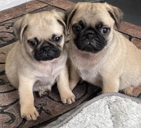 Pug Filhotes Abricot Companhia Saudável.
