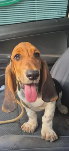 Basset Hound fêmea pedigree