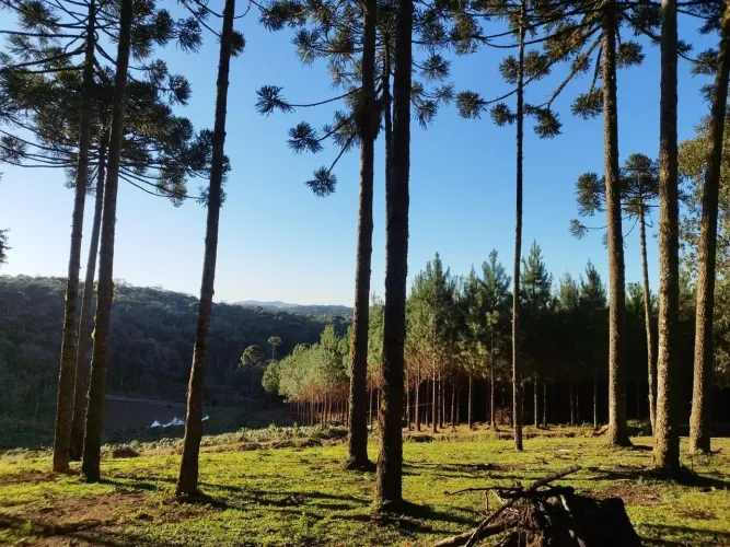 Terreno Rural à Venda em Campo Alegre Bateias de Baixo