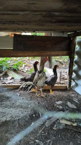 Frango