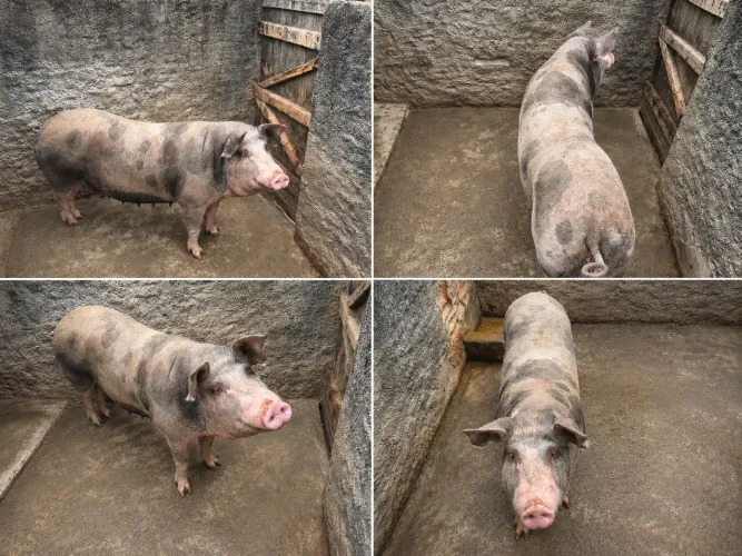 Vendo porca nova está no ponto de abate