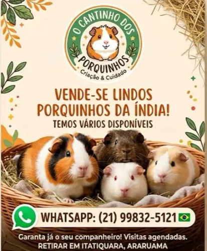 Porquinho da índia em Araruama 