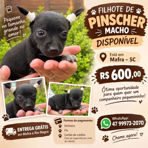 Pinscher macho