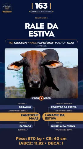 Bezerros Sindi a Venda