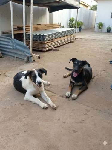 DOAÇÃO DE DOGS?