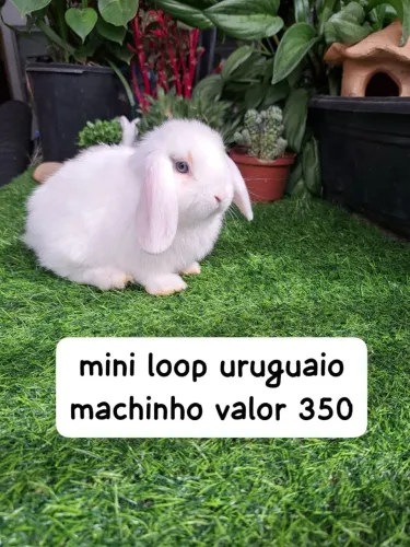 mini loop uruguaio filhotes 