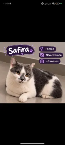 Doação de Gatinhos