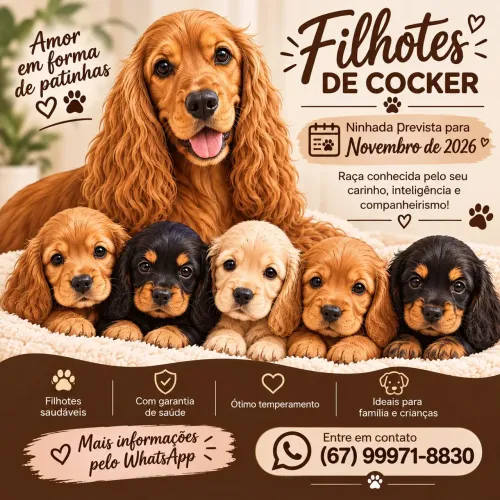 Filhotes de Cocker Spaniel #Puros