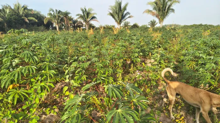 TERRA BRUTA argila de quase 35%