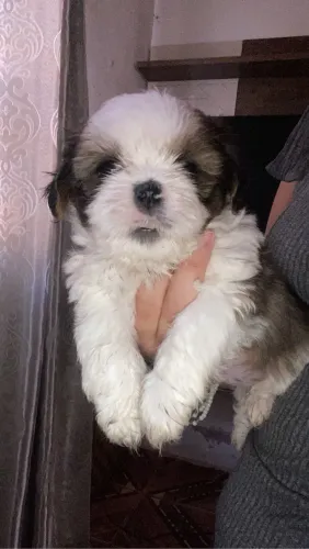 Shih tzu 