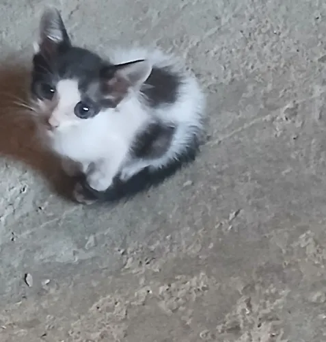 Gatos filhotes 1 mês