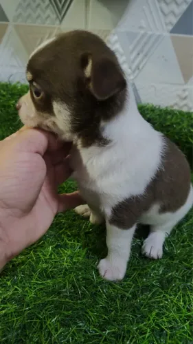 Chihuahua macho chocolate com branco 