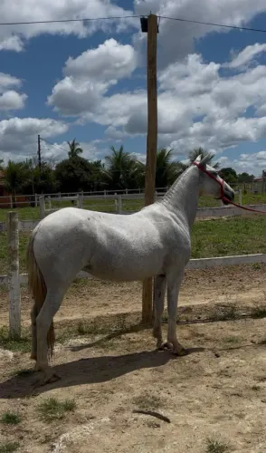 Égua Tordilha