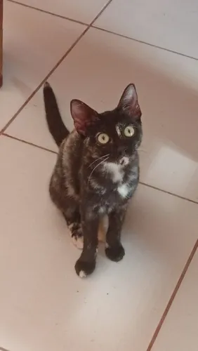 Doação gata Castrada  5 meses 