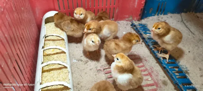 Lote com 10 pintinhos Rhod Island red 