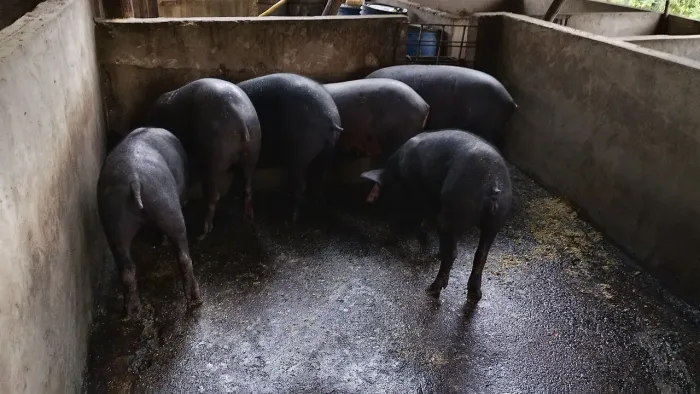 TROCO PORCA em BEZERRO