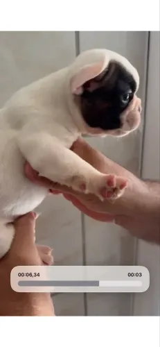 Bulldog francês