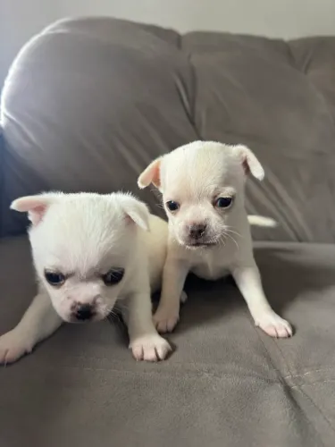 Filhotes de Chihuahua com pedigree CBKC